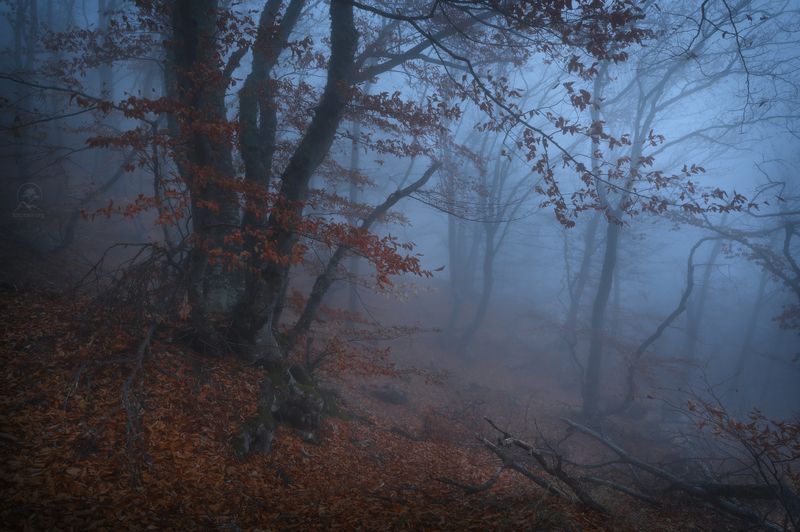 крым, осень, лес, демерджи, туман, фототур по крыму осенью Пелена скрывающая тайны фото превью
