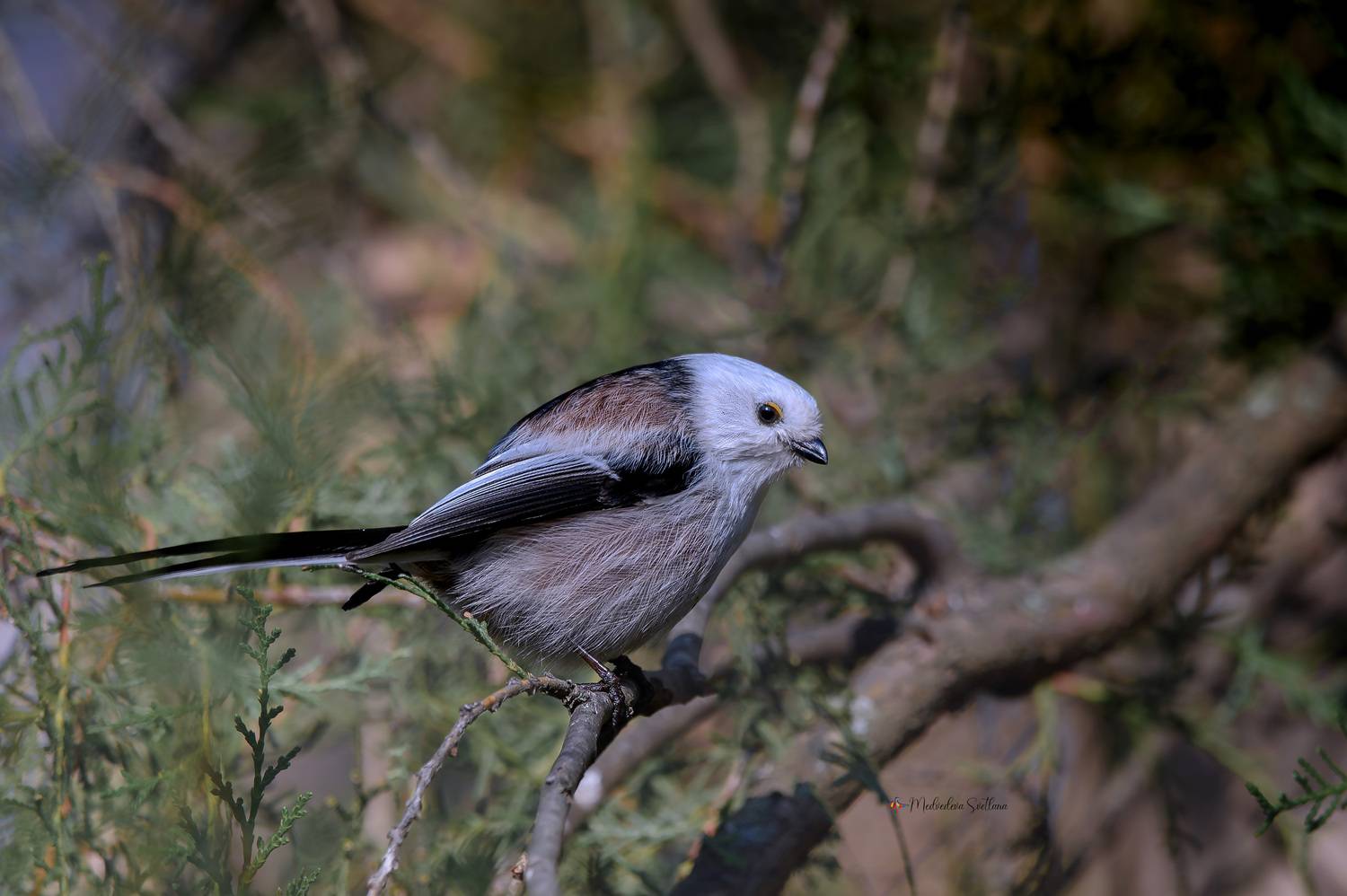 фотоохота, птица, синица, осень, птицы, длиннохвостая синица., Медведева Светлана