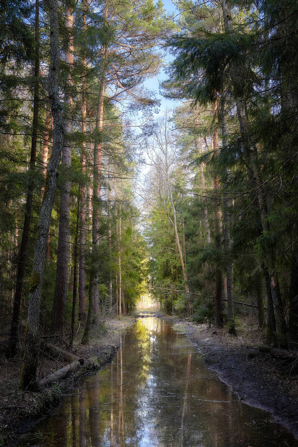 лес, деревья, листва, весна, отражения, Валерий Вождаев
