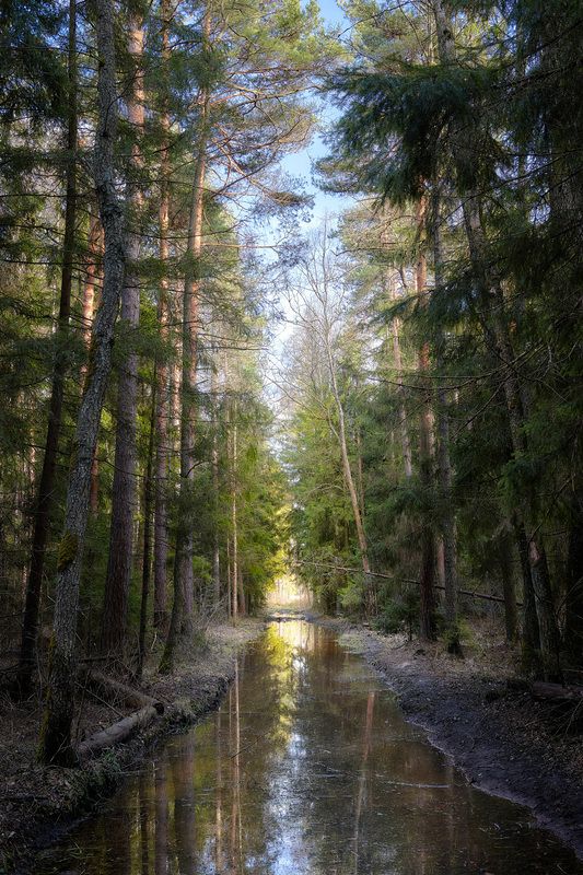 В весеннем лесу фото превью