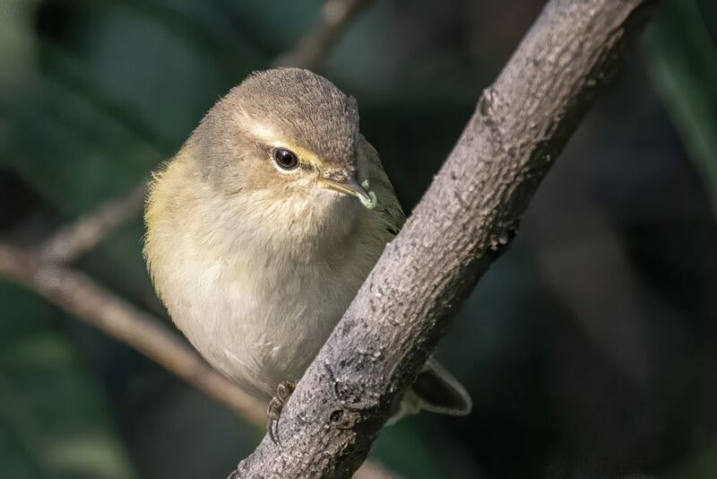 птицы, теньковка, пеночка Пеночка-теньковка фото превью