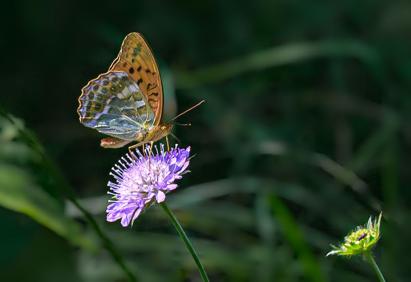 Перламутровка лесная фото превью