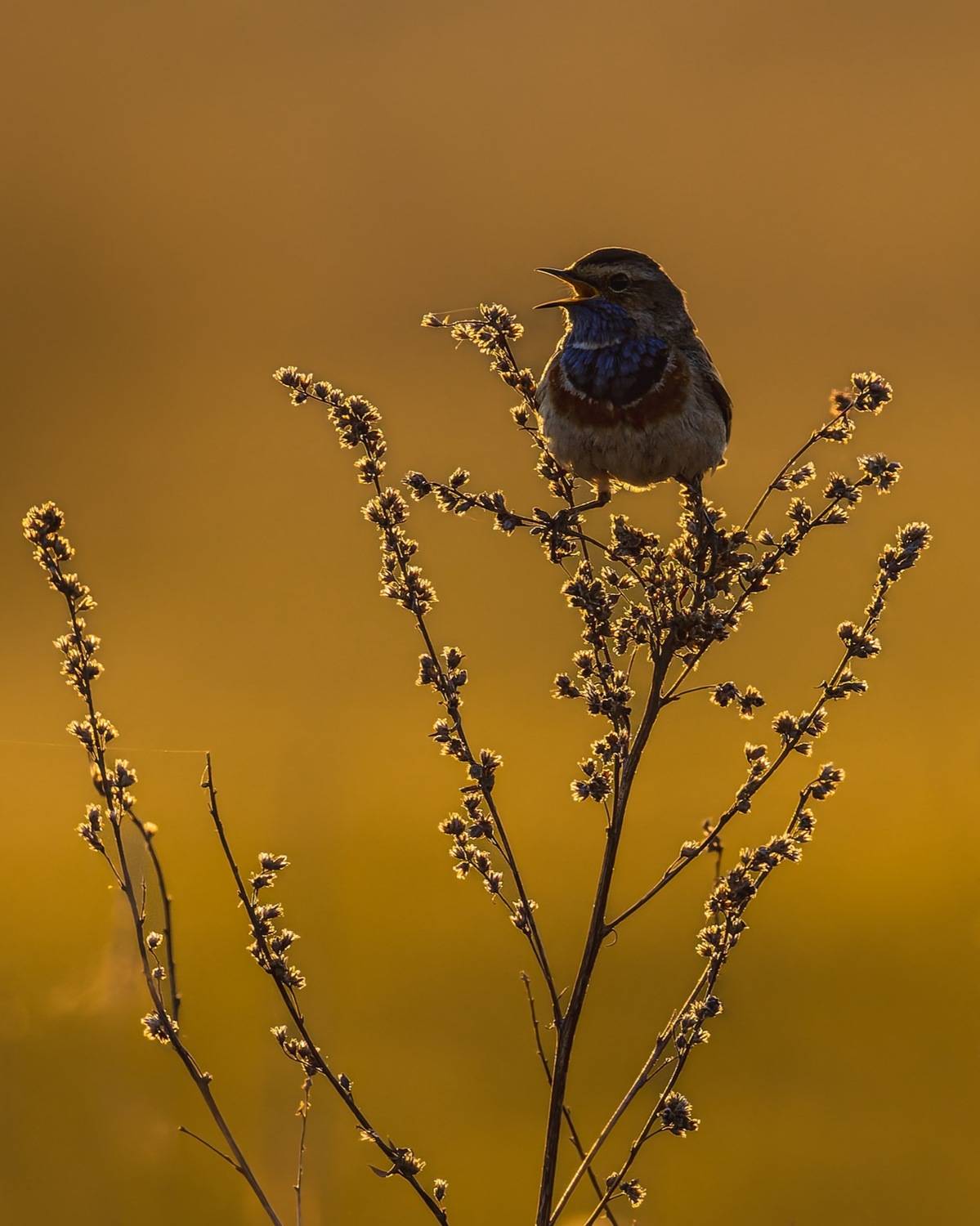 варакушка, закат, птицы, Ruslan Pl