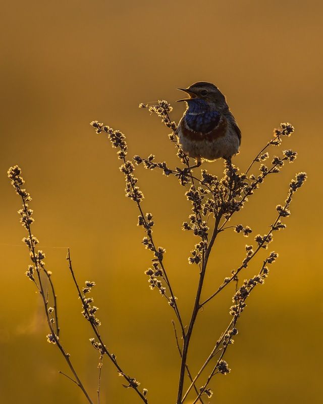 варакушка, закат, птицы  фото превью