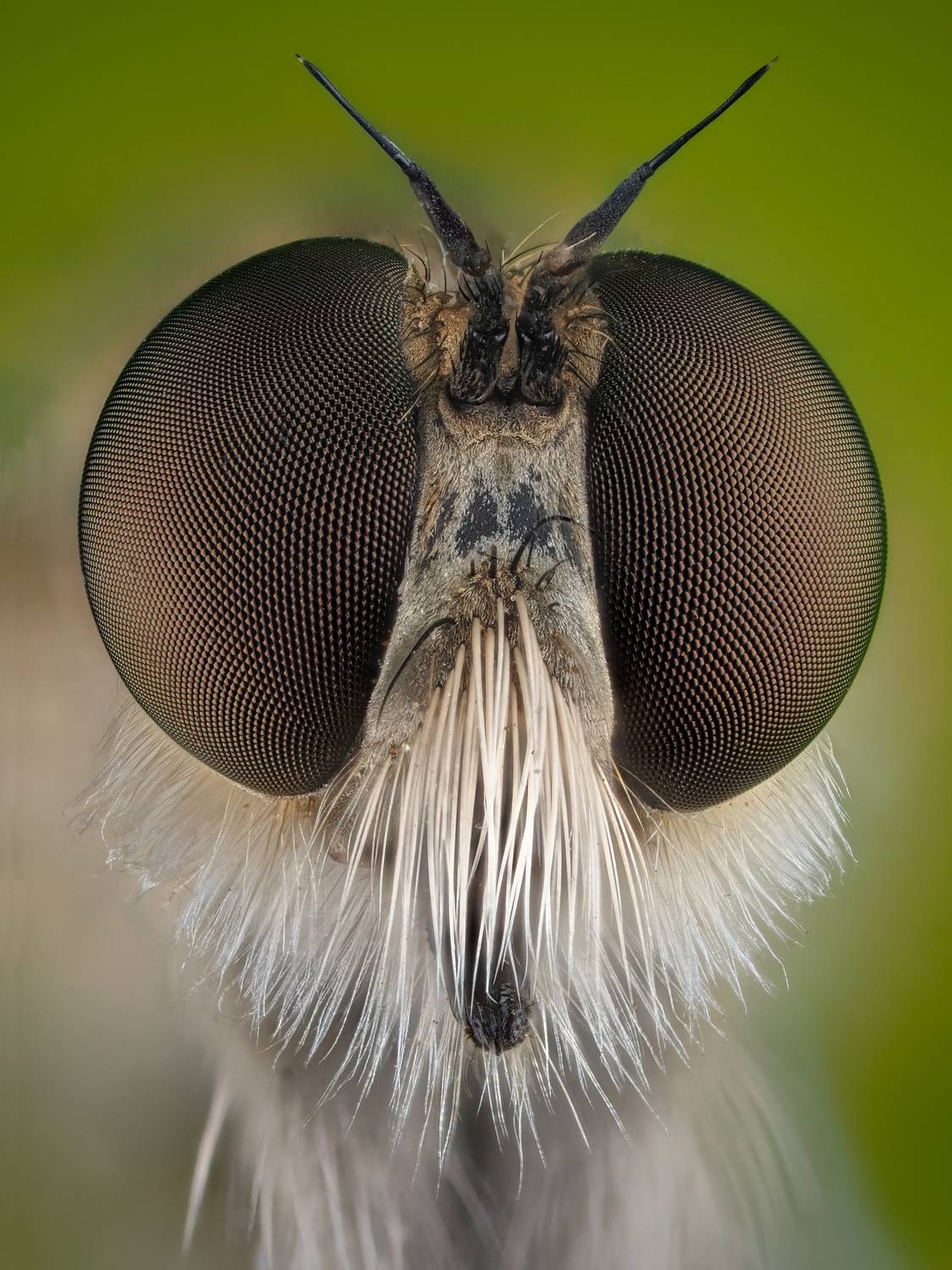 , Олег Савицкий