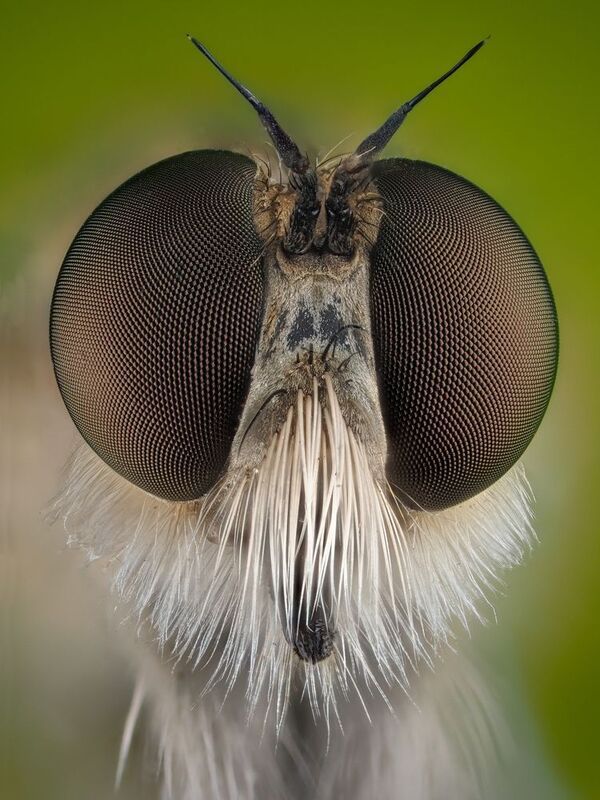 слепень. фото превью