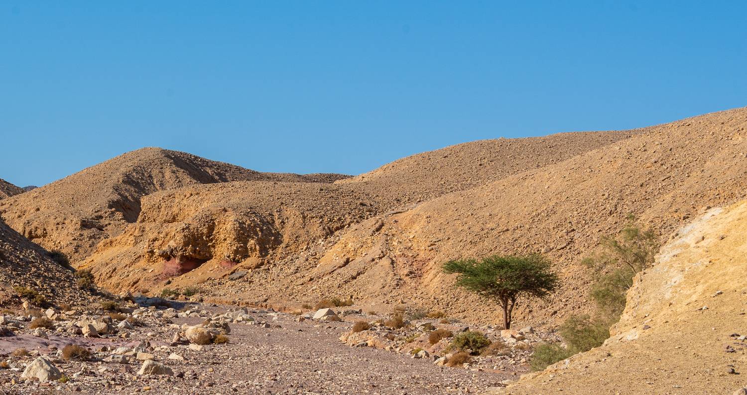 , Vladimir Bragilevsky