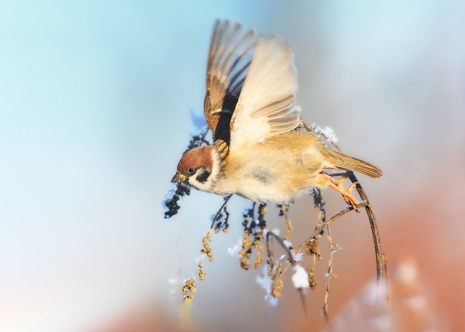 полевой воробей, tree sparrow, Passer montanus, птица, дикая природа, sparrow, птицы России, birdwatching, nature, wildlife photography, close-up bird, Полина Шальнева