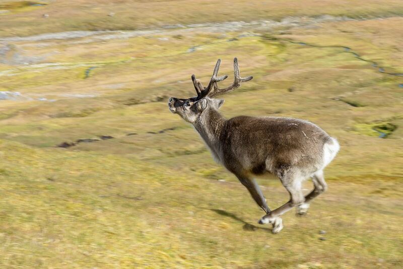 Северный олень фото превью