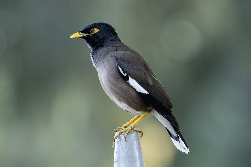 Майна. фото превью