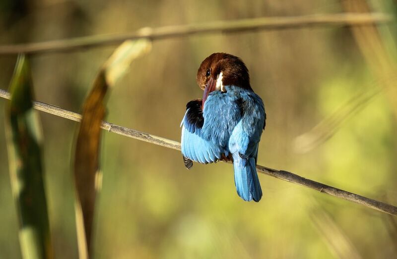 Красноклювая альциона. фото превью