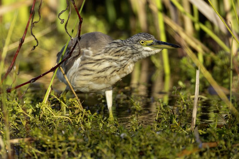 Жёлтая цапля. фото превью