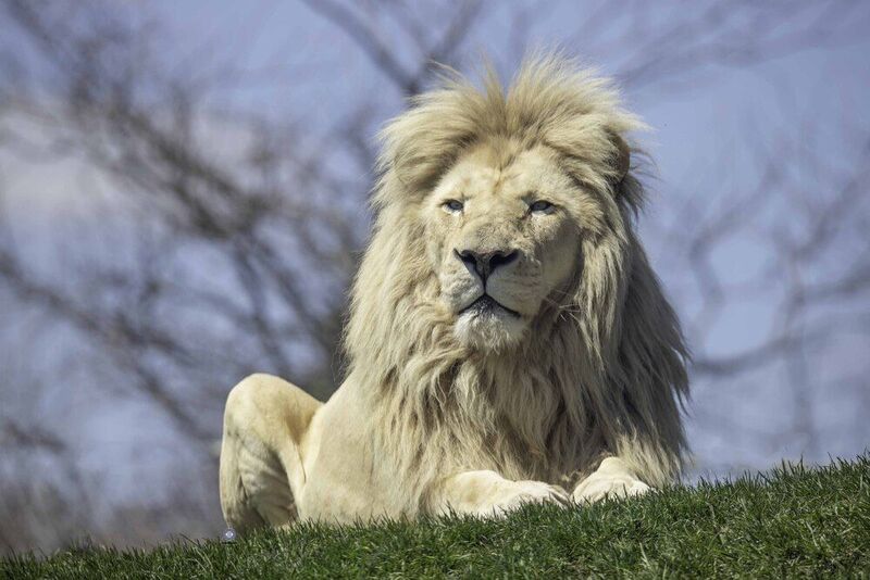 White lion фото превью