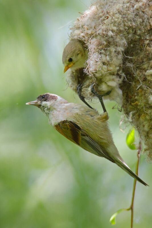 обыкновенный ремез, remiz pendulinus, ремез, чудесные пернатые архитекторы, гнездышко рукавичка ремезов, ремезёнок, Чудесные пернатые архитекторы. Ремезы фото превью