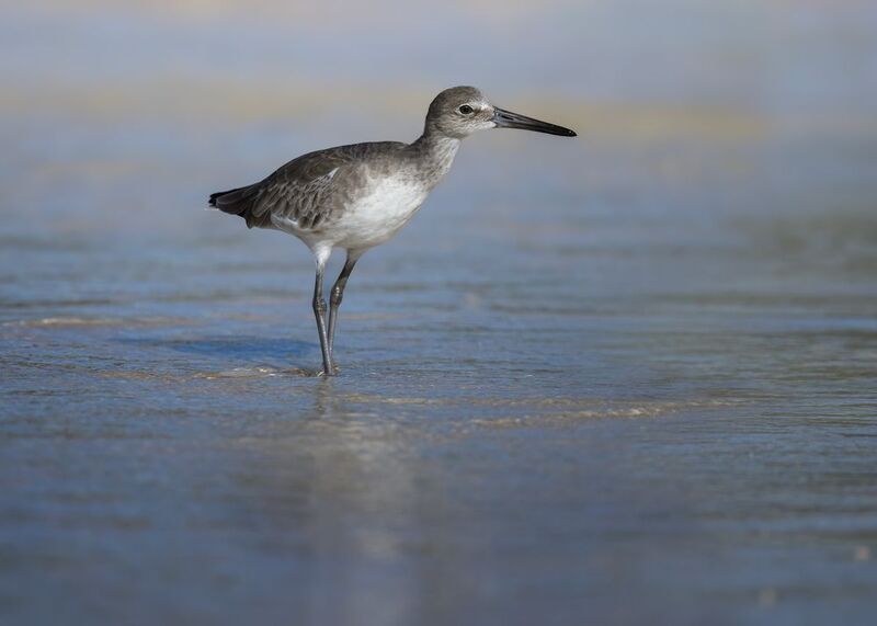 Willet (Tringa-semipalmata) фото превью