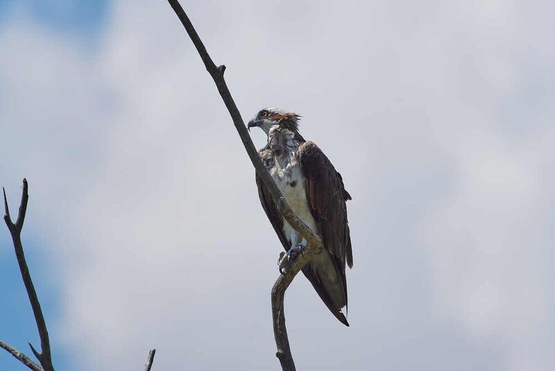 Скопа фото превью