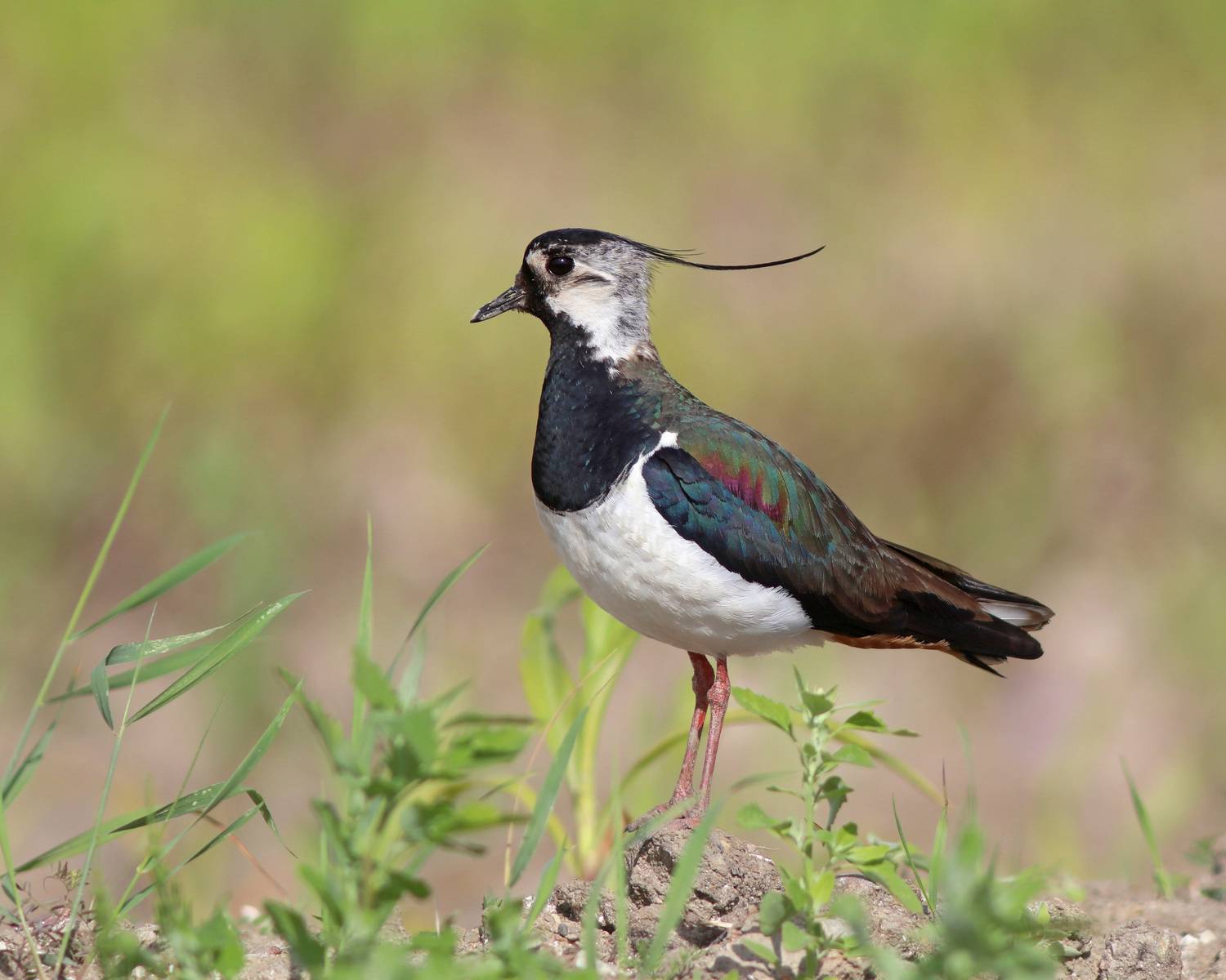чибис, пигалица, кулик, vanellus vanellus, northern lapwing, lapwing, Бондаренко Георгий