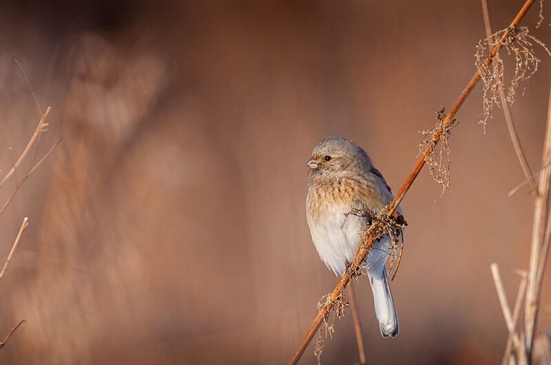 урагус, птица урагус фото превью