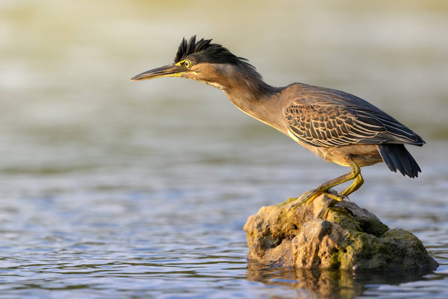 птица, фотоохота, цапля, природа, фауна, Vladimir Kulikov