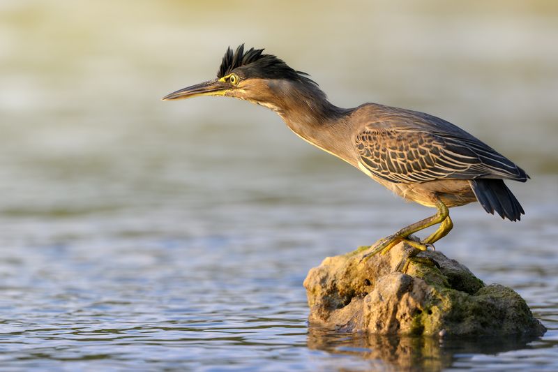 птица, фотоохота, цапля, природа, фауна Зеленая кваква фото превью