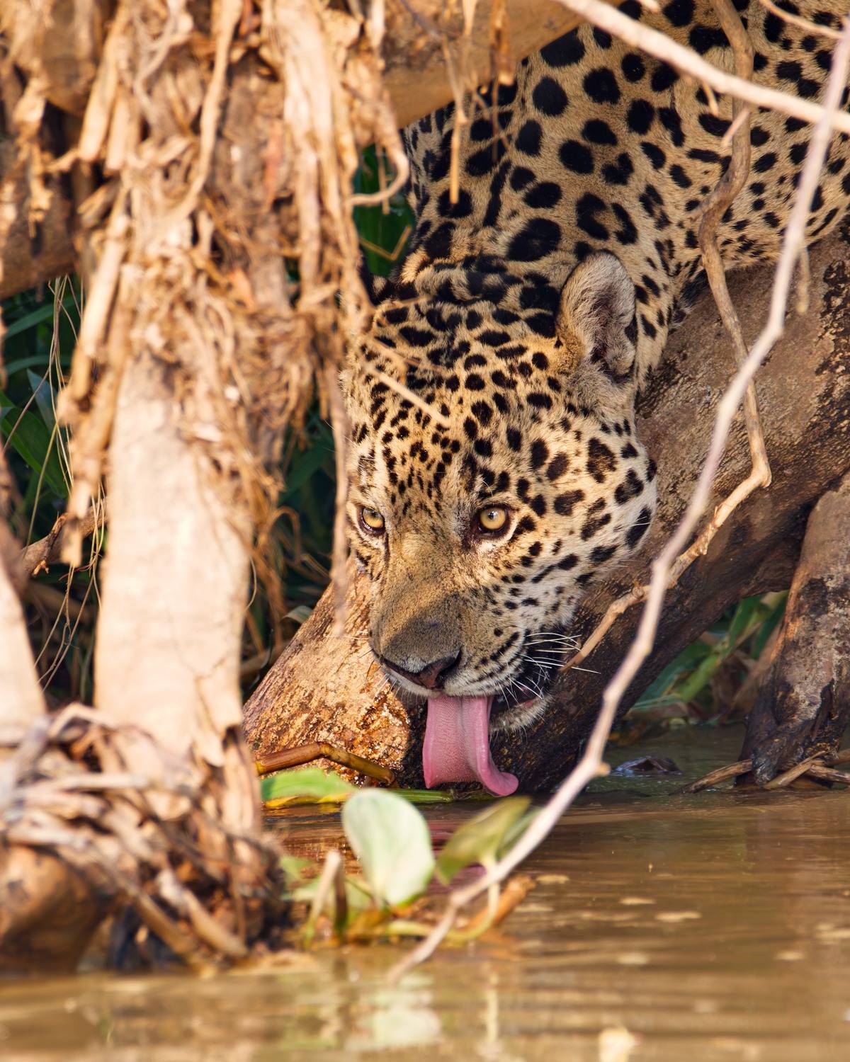 , Игорь Щербаков