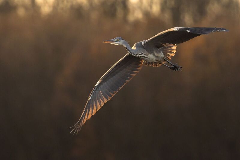 Heron фото превью