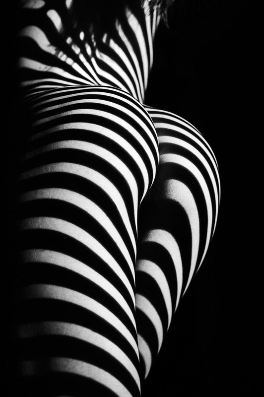 Zebra ass фото превью