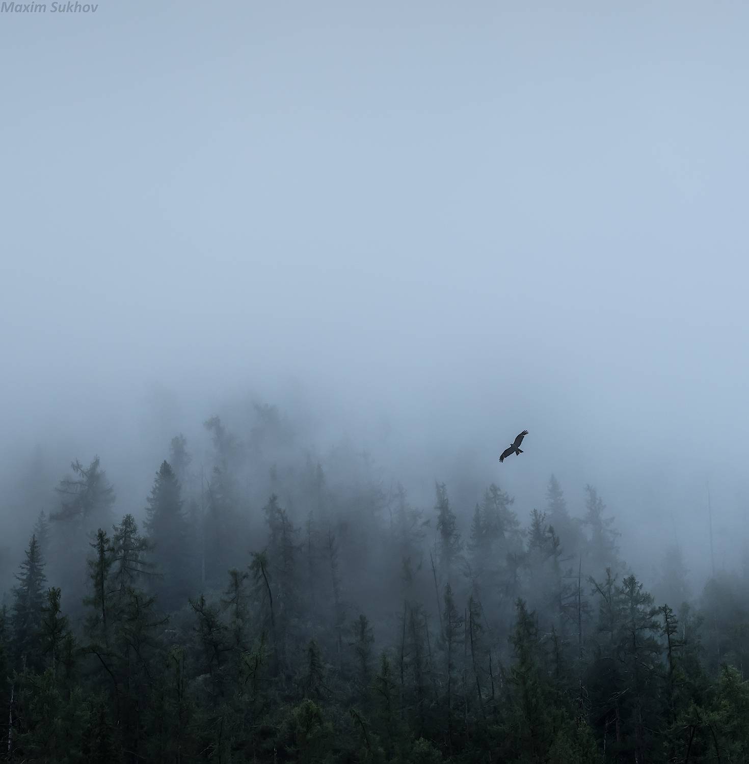 Алтай, Чуйский тракт, горы, туман, дождь, птица, орел, Максим Сухов