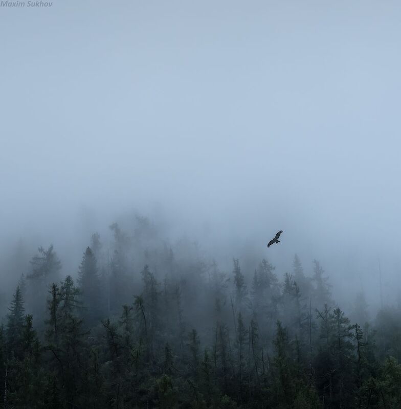 Алтай, Чуйский тракт, горы, туман, дождь, птица, орел Над Алтаем фото превью