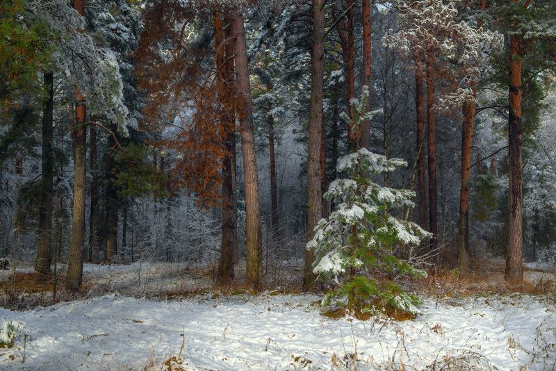 Утро первого снега фото превью