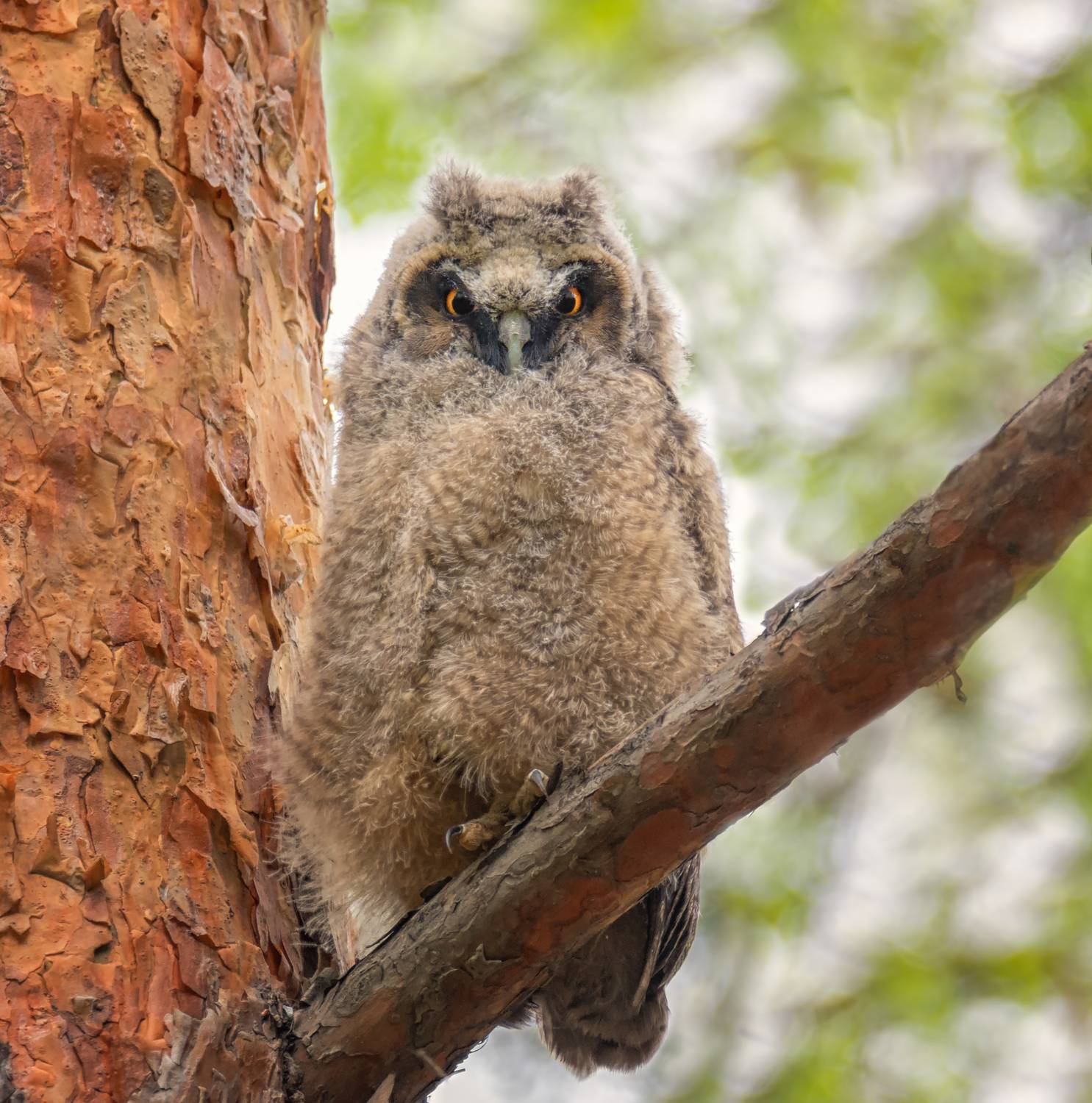 птица, совёнок, ушастаясова,, Мочалова Марина