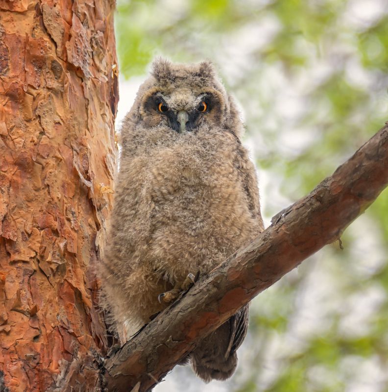 Сеанс гипноза. фото превью