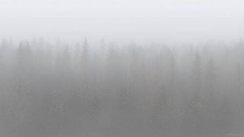 Выборгский лес поутру поздней осенью