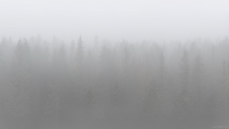 ленинградская область, россия, туман, хийси, russia, fog, mist, leningrad region, карельский перешеек Выборгский лес поутру поздней осенью фото превью