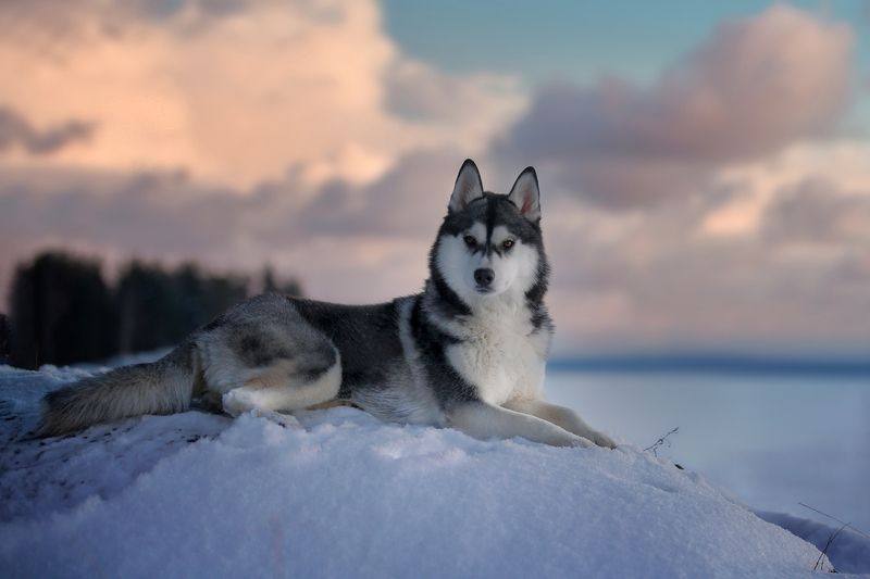 .... фото превью