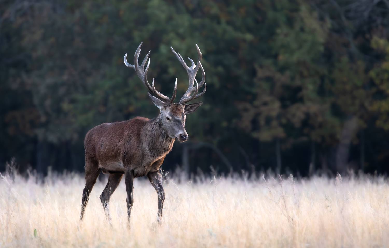 , Веревченко Михаил