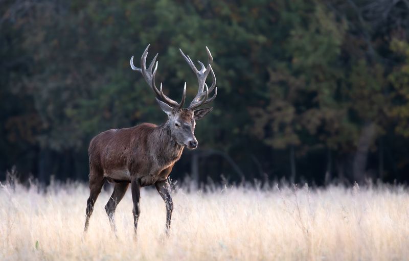 Загрустил.  фото превью
