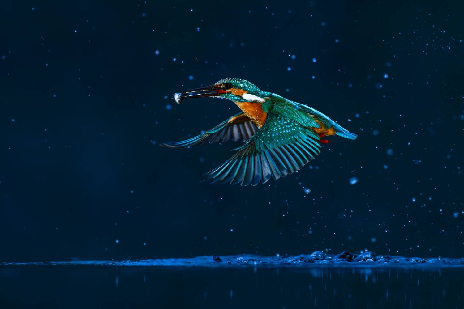 kingfisher, bird, nature, wildlife, T&iacute;mea Ambrus