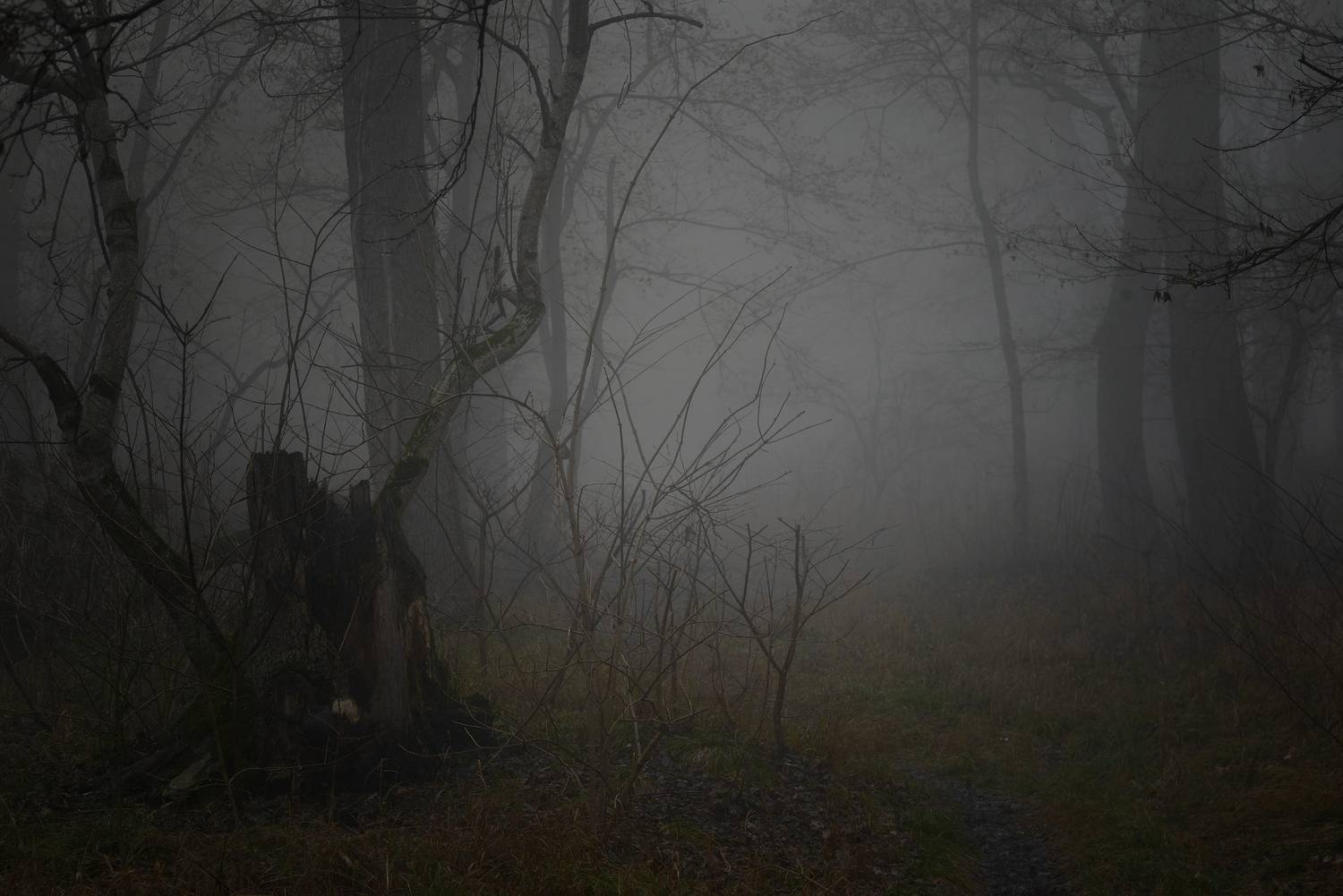 весна, туман, лес, утро, Александр Жарников