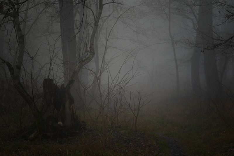 весна, туман, лес, утро Туманное утро фото превью