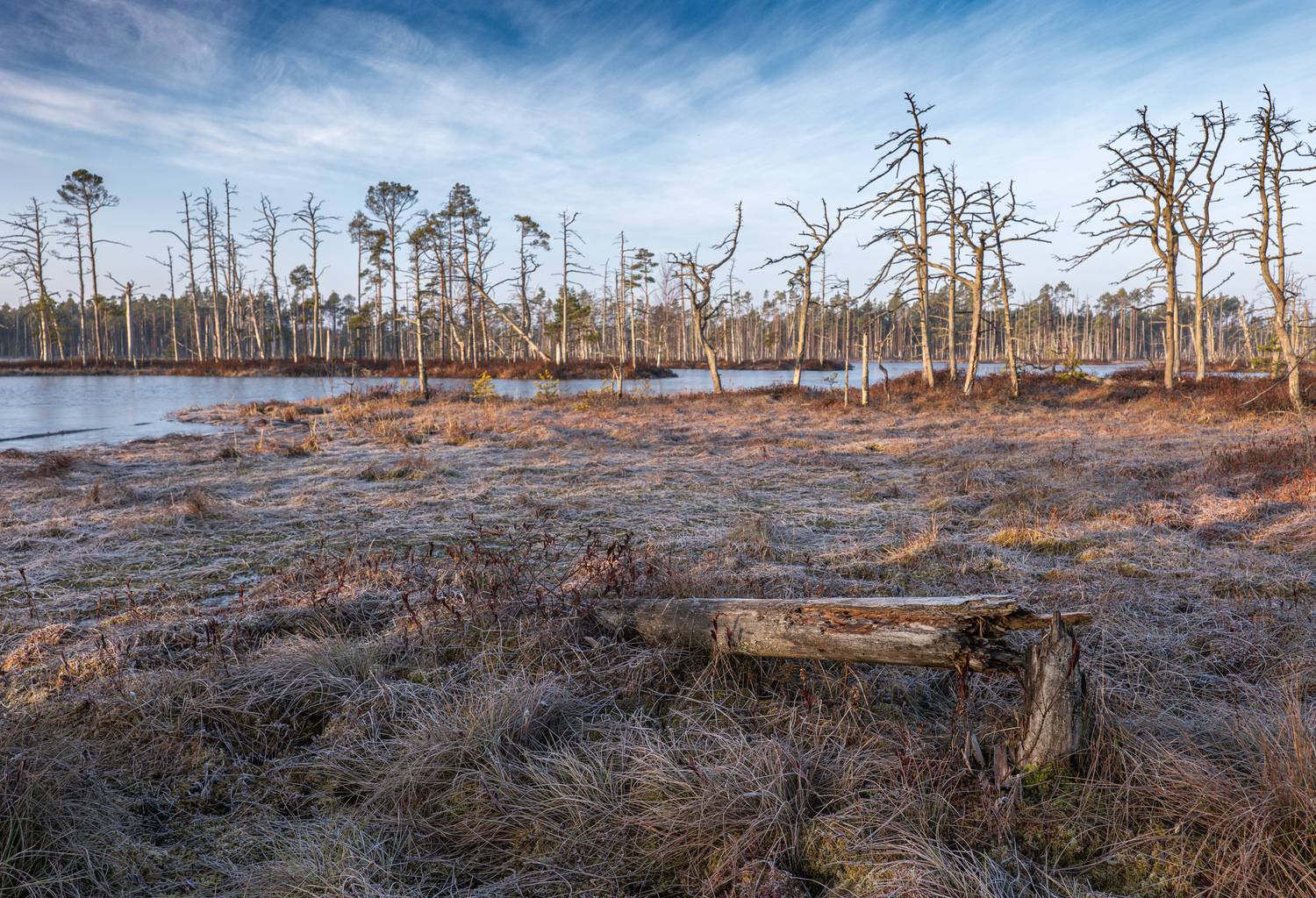 , Гордон Николай