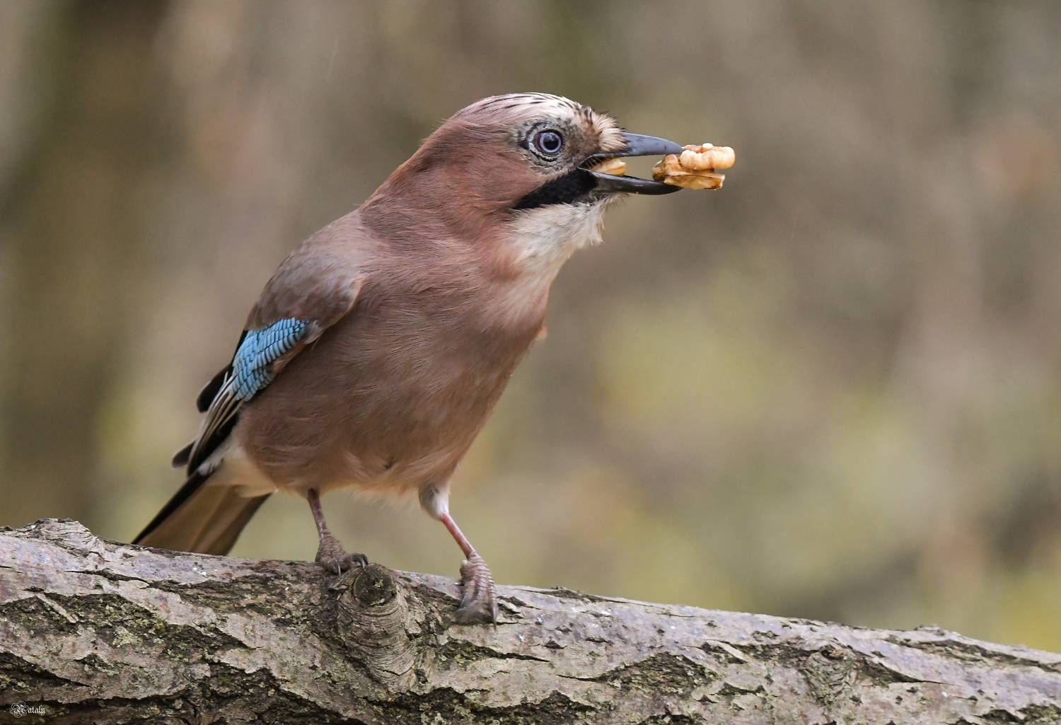 , Наталья Екимова