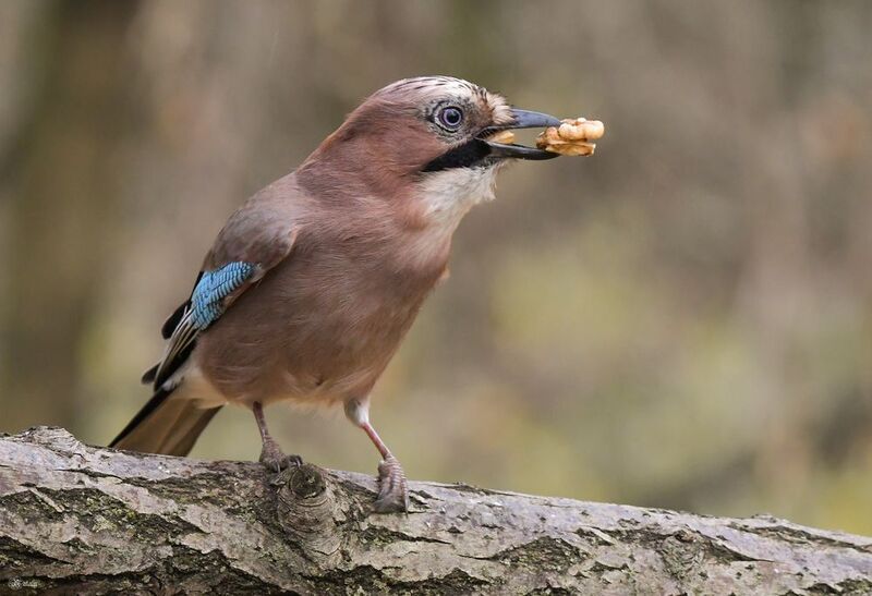 Сойка фото превью