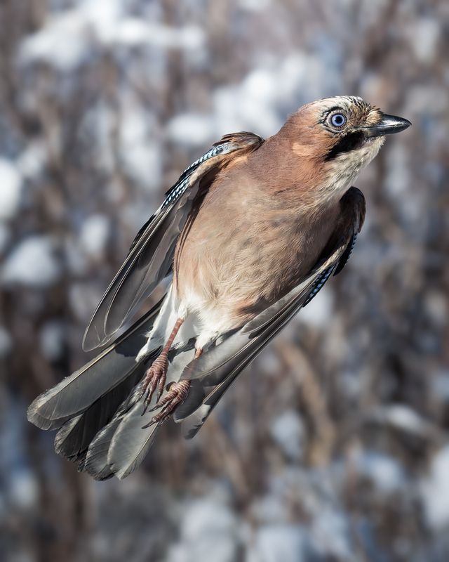 Обыкновенная сойка (Garrulus glandarius)  фото превью