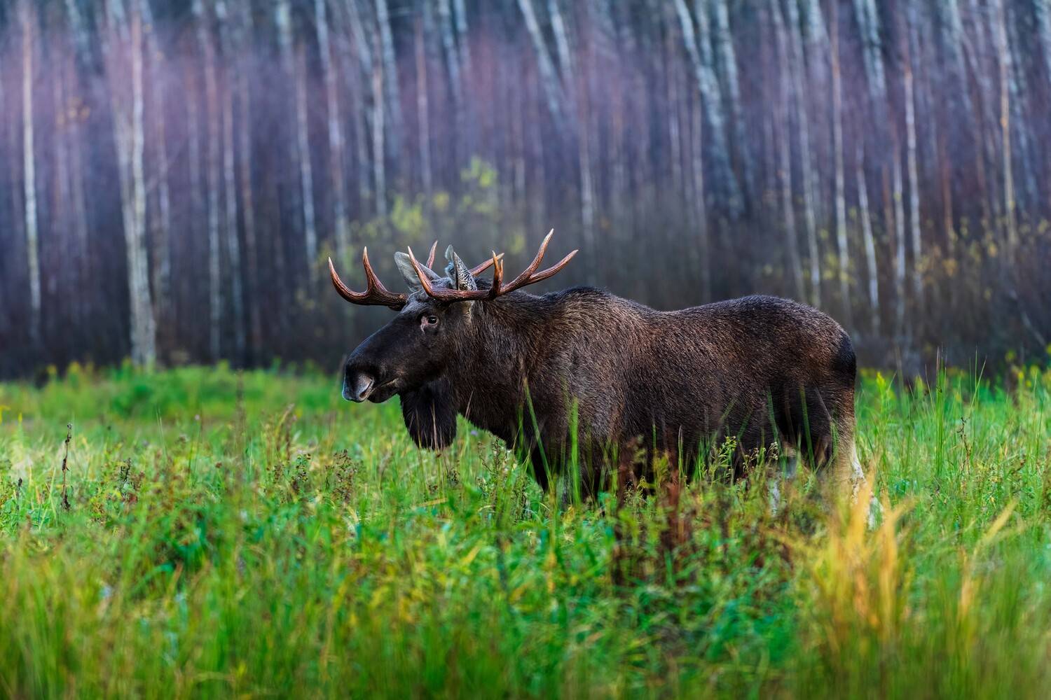 , Павел Ныриков