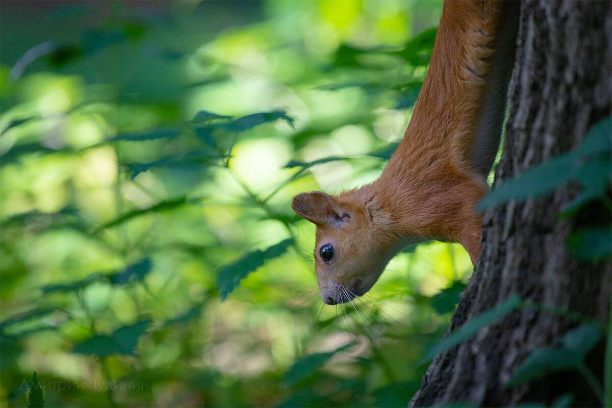 , Чудинин Дмитрий