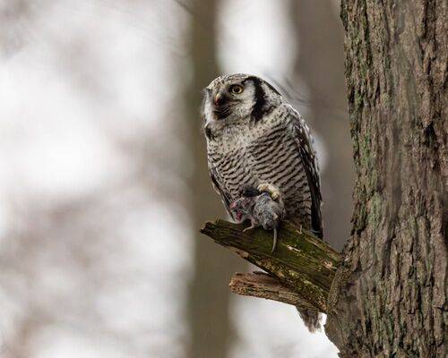 Ястребиная сова