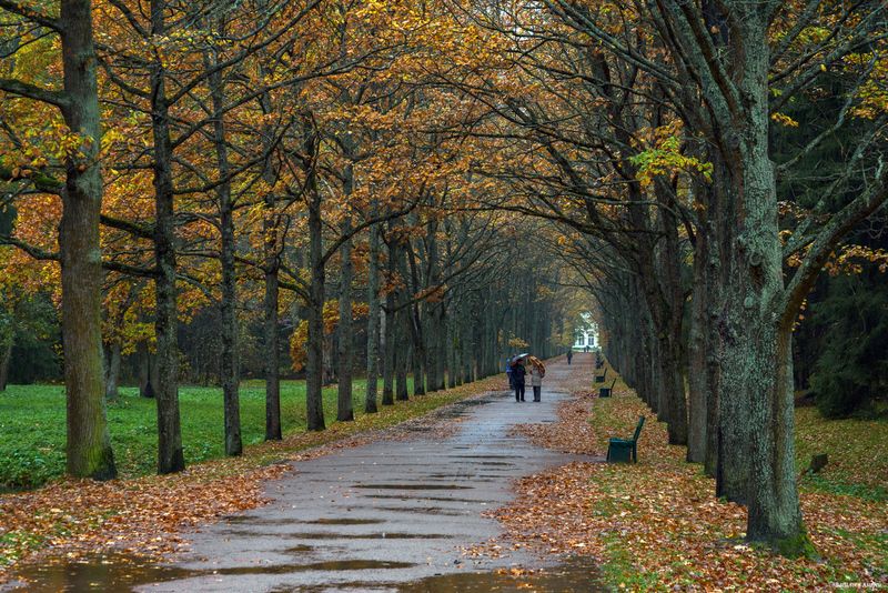 павловский парк, парк, санкт-петербург, осень  фото превью