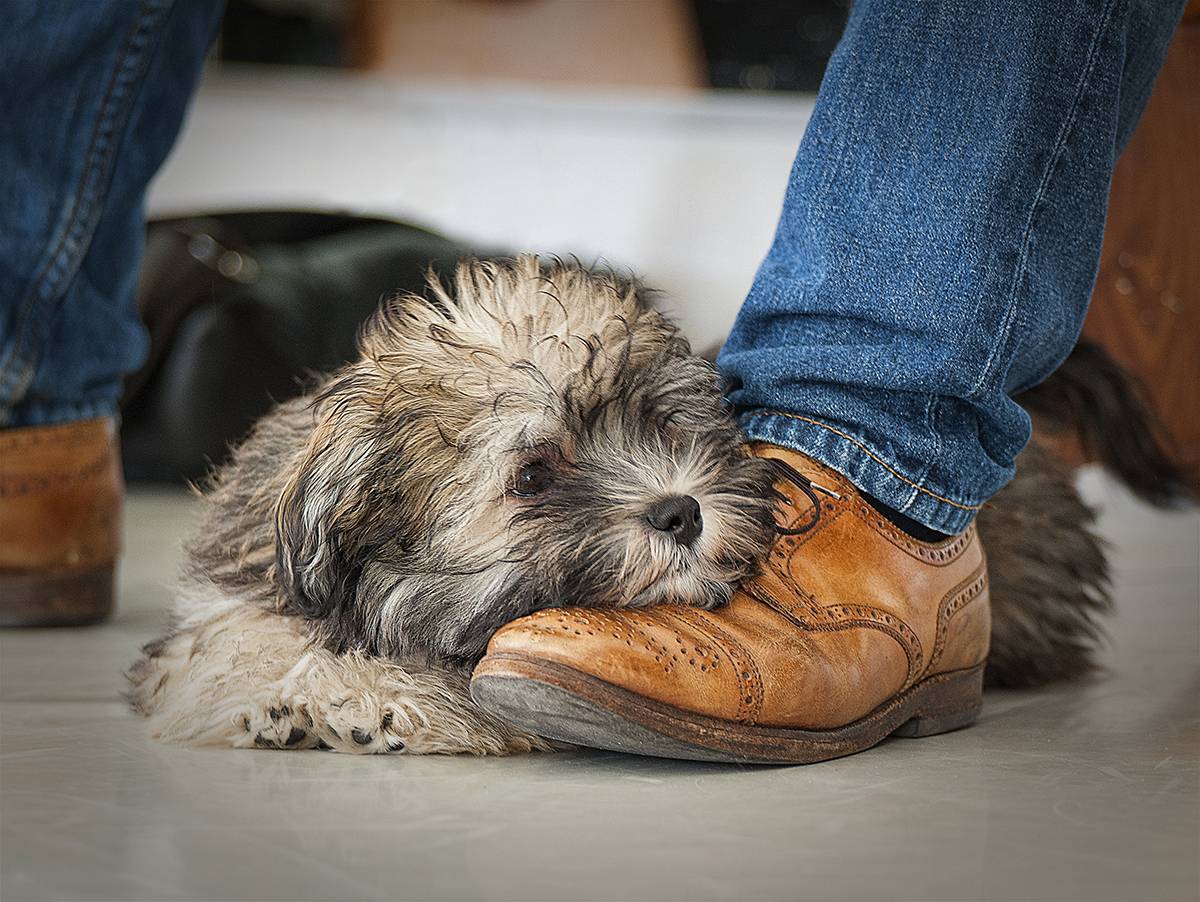 щенок с хозяином, преданность, животные, Ходос Илья