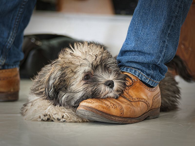 щенок с хозяином, преданность, животные Преданность фото превью